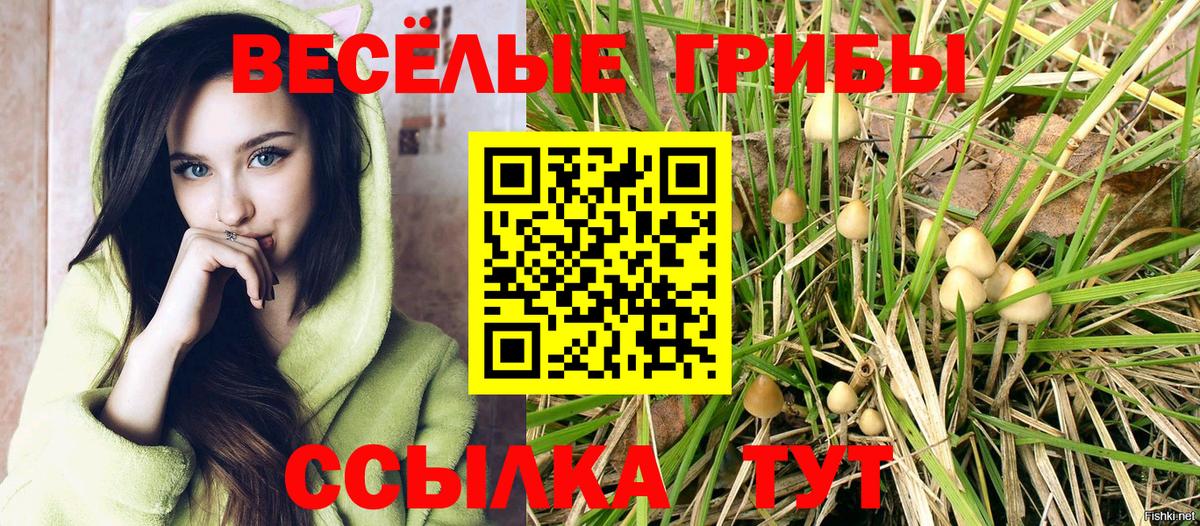 Псилоцибиновые грибы Cubensis Томск